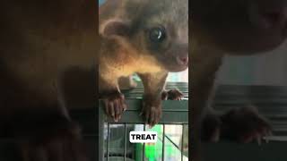 Why Kinkajous Love Honey and Have Prehensile Tails animals wildanimalfacts babyanimals [upl. by Aroled]