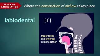 Introduction to Articulatory Phonetics Consonants [upl. by Lenuahs]