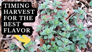 How and When to Harvest Oregano [upl. by Mcnelly]