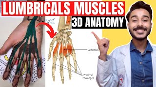 lumbrical muscles of hand anatomy  lumbrical muscle anatomy  lumbrical muscle origin and insertion [upl. by Liakim]