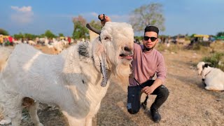 BHOPAL BAKRA MANDI VLOG 2024 😍 AL AAMIR KHAN mandivlogs [upl. by Rainer]