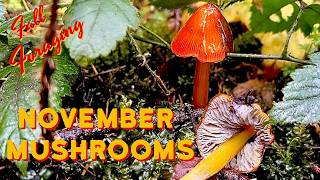 Wild Mushroom Foraging Chanterelle Shaggy Mane amp Toxic Mushroom Every Matsutake Hunter Should Know [upl. by Oirramed456]