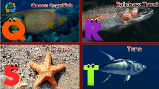 Sea Animals phonics song for toddlers Alphabet phonics song for kids Phonics Song Abcde [upl. by Nomrah85]