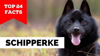 99 of Schipperke Dog Owners Dont Know This [upl. by Fadiman489]