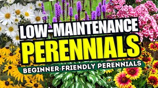 😍 Top 10 LowMaintenance Perennial Flowers ANYONE Can Grow  BeginnerFriendly 🌼💪 [upl. by Lucy]