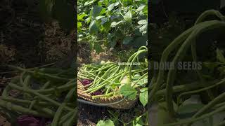 Harvesting vegetables  bush cowpea gardening [upl. by Hannan]