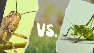 Grasshopper Sound Vs Bush Cricket Katydid Sound [upl. by Hershell]