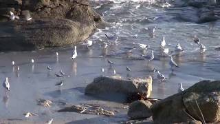 balade entre Lesconil et Loctudy [upl. by Alcott154]