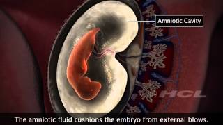 HCL Learning  Embryonic Development in Humans [upl. by Dicks143]