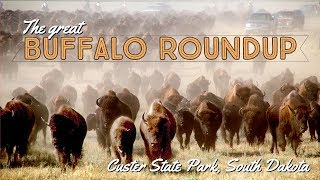 The Great Buffalo Roundup at Custer State Park [upl. by Wanfried]