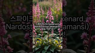 스파이크나드Spikenard Nardostachys jatamansi 효능 TOP 3 [upl. by Ecirpak]