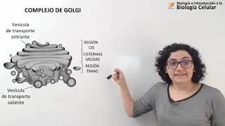 27 Biología celular Golgi Endosomas Lisosomas [upl. by Sillek]