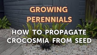 How to Propagate Crocosmia From Seed [upl. by Atniuqal]