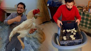 Aseel Murga k 10 Chicks 1 Lakh Ma Chla gy Start Now White Aseel Murga Hsn Free Range Chicken farm [upl. by Ginevra247]