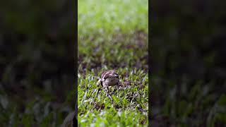 Review Bird News Blackcollared starling Bird birds [upl. by Marl700]