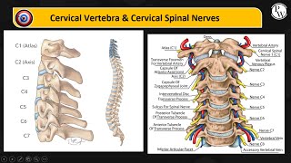 Cervical Vertebrae and Cervical Spinal Nerves [upl. by Ilyk955]