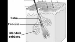 Glándulas sebáceas [upl. by Arnold]