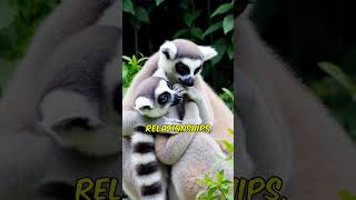 Did you know that Ringtailed Lemur shorts [upl. by Griseldis]