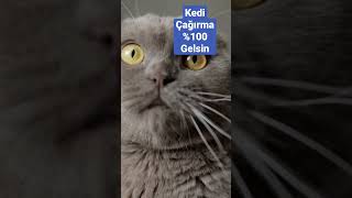 kedi çağırma sesi [upl. by Nivlam]