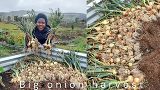 Big onion harvestCutworms amp rain countrylife harvest onionharvest onions ruralliving farming [upl. by Leirad]