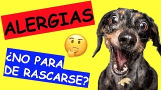 Mi PERRO tiene ALERGIA que le puedo DAR [upl. by Nylanaj]