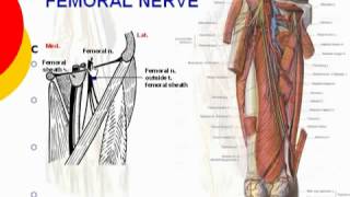 53 L Limb Femoral nerve د أحمد كمال cxt [upl. by Suriaj]