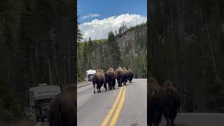 Bison cause traffic in Yellowstone National Park [upl. by Harte]