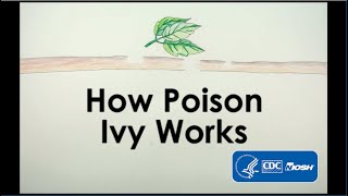 How Poison Ivy Works [upl. by Fredericka]