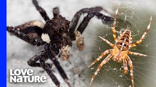 A Portia Jumping Spider Is A Spider’s Worst Nightmare [upl. by Anuala226]