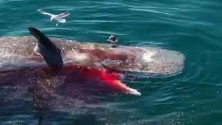 Great White Shark Feeds on Dead Sperm Whale [upl. by Annadiane]