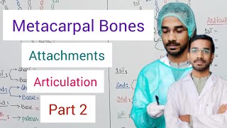 Metacarpal Bones  Attachment Articulation [upl. by Leonhard]