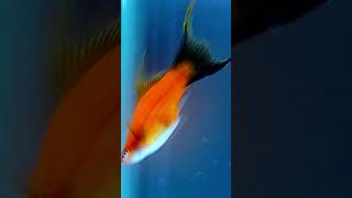 Fish🐬 birth in🐋 fish tank swordfish giving birth fish fishbreeding fishing [upl. by Nahbois593]