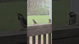 Carolina Chickadee birds nature [upl. by Daniela]