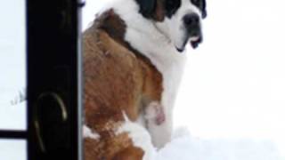 Saint Bernards Puppies by Eduardo Durán Haedo [upl. by Ibbison]