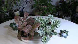 Fittonia Nerve Plant Care What to Know [upl. by Lihcox]