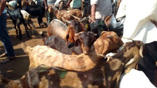 Indian goats are beutiful  tumakur market indiangoat2024 [upl. by Llarret900]