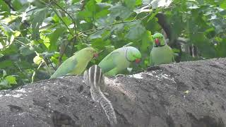 Roseringed Parakeet 19 09 24 R Smrt Udn 1 [upl. by Gall]