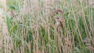 Great reed warbler  Ouse Fen RSPB Cambridgeshire 3 June 2024 [upl. by Nameloc]