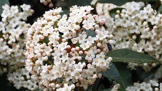 Lorbeerblättrige Schneeball Viburnum tinus [upl. by Llenrev]