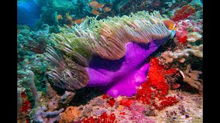 Diving in Ellaidhoo Maldives by Cinnamon December 2021 [upl. by Newton]