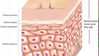 What is the Stratum Lucidum [upl. by Kailey]