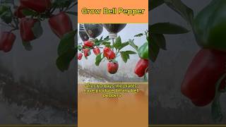 Growing Bell Pepper Plant howto [upl. by Nnov]