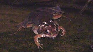 Wood Frogs MatingDrowning a Salamander amp Other Vernal Pool Activities [upl. by Eciral758]