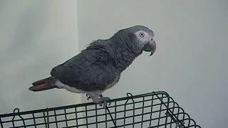 The Greater Jardine Parrot and the Timneh African Grey [upl. by Onavlis]