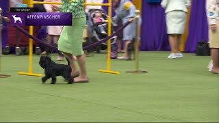 Affenpinschers  Breed Judging 2023 [upl. by Lubba822]