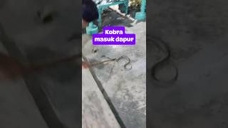 Ular kobra masuk rumah [upl. by Anisirhc26]