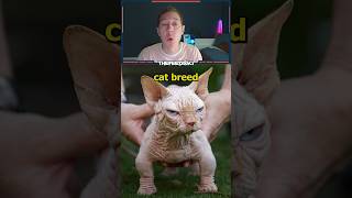 New Experimental Cat Breed XL Bully Cat [upl. by Apps]