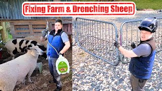 Drench sheep  DIY sheep hurdles [upl. by Eva]