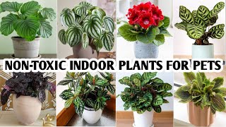 42 Indoor Non Toxic Plants for Cats amp Dogs  Toxic Plants safe for Cats and dogs Plant and Planting [upl. by Alaehs]