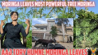 Moringa leaves most powerful tree 🌴  aaj Tory HUMNE moringa k patty dadi k liay  bht Maza aaya [upl. by Yeclek313]